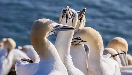 澳客足球官网-锡耶纳取得连胜，强势崛起引关注