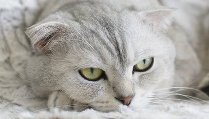 澳客足球官网-锡耶纳取得连胜，强势崛起引关注