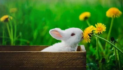 澳客网彩票网官网网-老鹰队惨遭逆转，客场不敌对手遭惨败